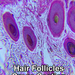 Clip on Microscope