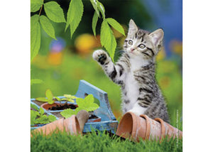 Cuddly Kittens  - 49 Piece Jigsaw Puzzles (3 Pack) By Ravensburger